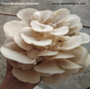 mushroom ki kheti mushroom ki kheti