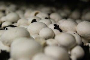 mushroom ki kheti